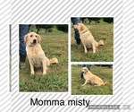 Small Photo #1 Golden Retriever Puppy For Sale in AUSTIN, KY, USA