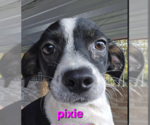 Small #2 Chihuahua Mix