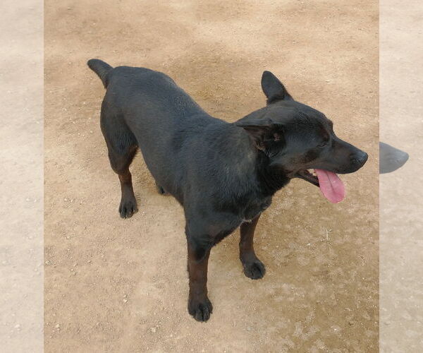 Medium Photo #17 Labrador Retriever Puppy For Sale in Apple Valley, CA, USA