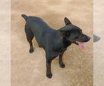 Small #16 Labrador Retriever