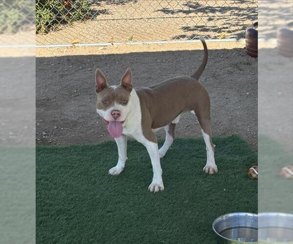 Medium Photo #2 Mutt Puppy For Sale in HESPERIA, CA, USA
