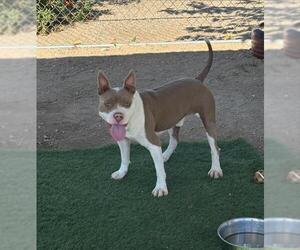 CHUCKY - Male Mutt Dog for Adoption - Photo #2