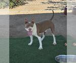 Small Photo #2 Mutt Puppy For Sale in HESPERIA, CA, USA