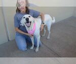 Small #1 Labrador Retriever Mix