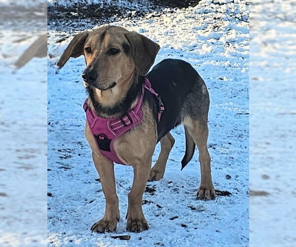 Medium Photo #4 Beagle-Unknown Mix Puppy For Sale in Bloomingdale, NJ, USA