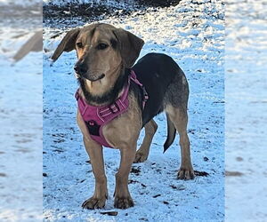 Beagle-Unknown Mix Dogs for adoption in Bloomingdale, NJ, USA