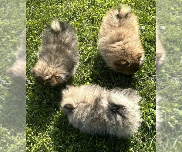Medium Photo #1 Pomeranian Puppy For Sale in IRVINE, CA, USA