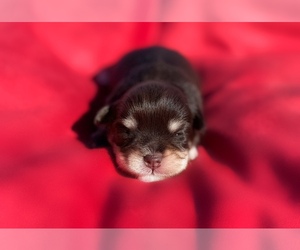 Schnauzer (Miniature) Puppy for sale in MADERA, CA, USA