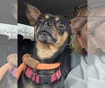 Small Photo #3 Chihuahua-Unknown Mix Puppy For Sale in Farmington, MN, USA