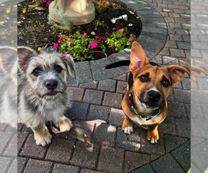 Toby - Male Mutt Dog for Adoption - Photo #4