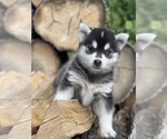 Small Photo #19 Alaskan Klee Kai-Pomsky Mix Puppy For Sale in STAPLES, MN, USA