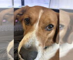 Small #2 Collie Mix