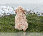 Small Photo #5 Cavapoo Puppy For Sale in MILLERSBURG, IN, USA