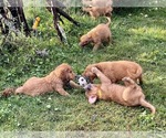 Small Photo #35 Golden Retriever Puppy For Sale in WOODSTOCK, CT, USA