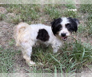 Shih Tzu-Unknown Mix Dogs for adoption in Mount Pleasant, SC, USA