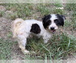 Small Shih Tzu Mix