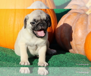 Pug Puppy for Sale in WINNSBORO, Texas USA