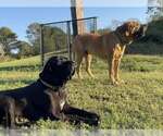 Small #5 Fila Brasileiro