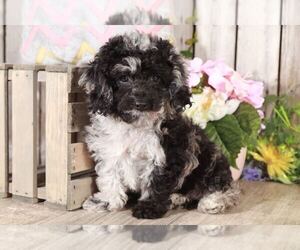 Poochon Puppy for sale in MOUNT VERNON, OH, USA