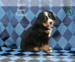 Small Photo #61 Bernese Mountain Dog Puppy For Sale in HARRISONBURG, VA, USA