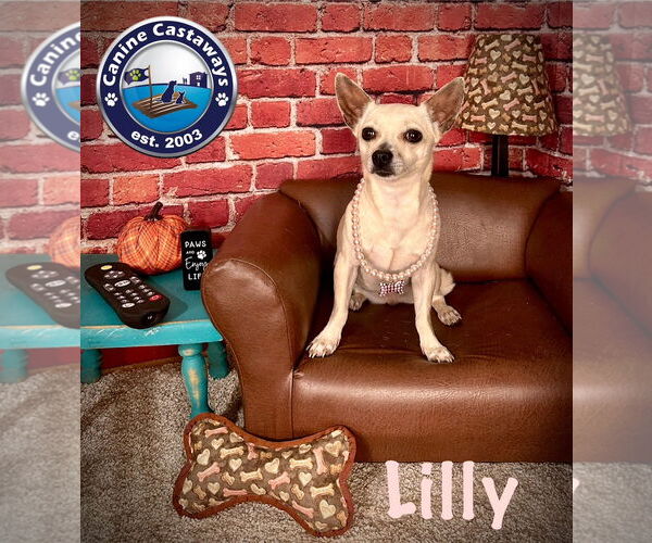 Medium Photo #4 Chihuahua-Unknown Mix Puppy For Sale in Arcadia, FL, USA