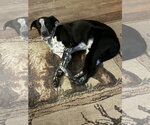 Small Photo #6 Mutt Puppy For Sale in Garden City, NY, USA