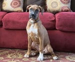 Puppy 2 Boxer