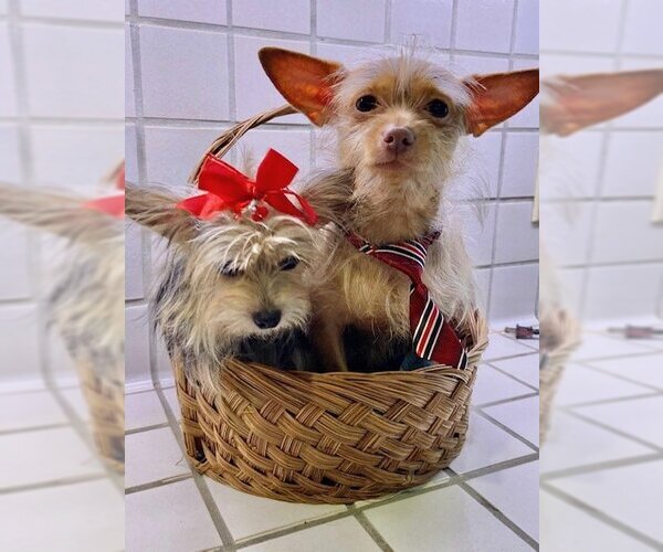 Medium Photo #3 Mutt Puppy For Sale in Weston, FL, USA