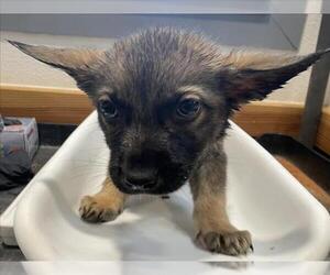 German Shepherd Dog Dogs for adoption in Tracy, CA, USA