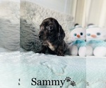 Small Photo #6 Dachshund Puppy For Sale in COOKEVILLE, TN, USA