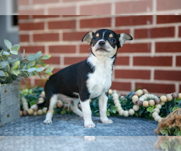 Medium Photo #2 Chihuahua Puppy For Sale in NEW HOLLAND, PA, USA