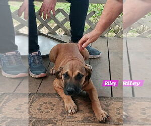 Yellowstone litter - Male Mutt Dog for Adoption - Photo #3