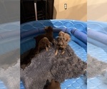 Small #4 Doberman Pinscher