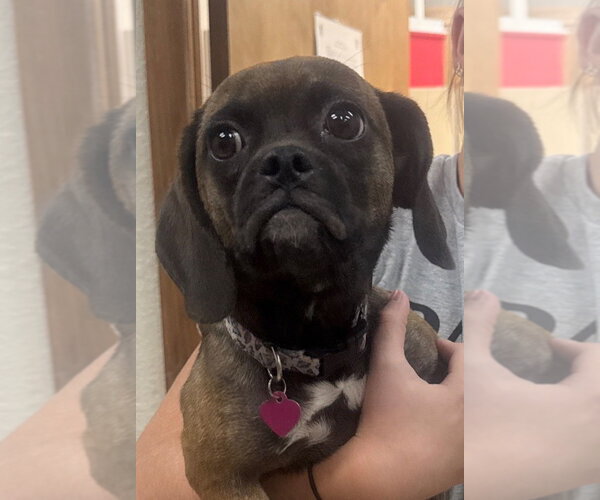 Medium Photo #2 Puggle Puppy For Sale in Claremore, OK, USA
