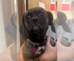 Small #1 Puggle