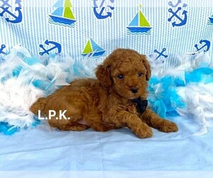 Poodle (Toy) Puppy for sale in WINNSBORO, LA, USA