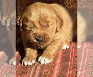 Medium Golden Retriever