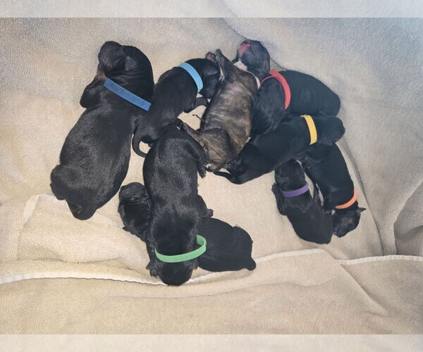 Medium Photo #6 Labrador Retriever-Unknown Mix Puppy For Sale in San Diego, CA, USA