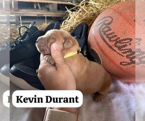 Golden Retriever Puppy for sale in LIME SPRINGS, IA, USA