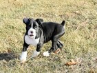 Small Photo #59 Boxer Puppy For Sale in CHILHOWEE, MO, USA