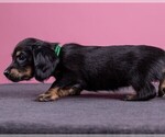 Small Photo #35 Dachshund Puppy For Sale in CROWLEY, TX, USA