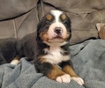 Small #6 Bernese Mountain Dog