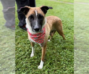 Mutt Dogs for adoption in Warrenton, VA, USA