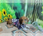 Small #6 Dachshund