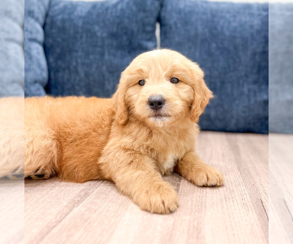 Medium Photo #4 Goldendoodle (Miniature) Puppy For Sale in MILLERSBURG, OH, USA