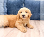 Small Photo #10 Goldendoodle (Miniature) Puppy For Sale in MILLERSBURG, OH, USA