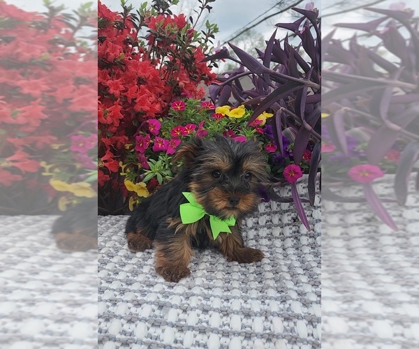 Medium Photo #3 Yorkshire Terrier Puppy For Sale in INDIANAPOLIS, IN, USA