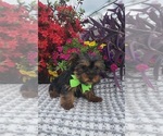 Small #2 Yorkshire Terrier