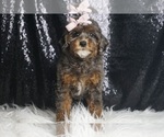 Puppy Maui AKC Poodle (Toy)