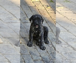 Cane Corso Puppy for sale in BIRMINGHAM, AL, USA